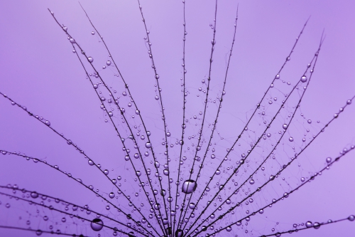 background-of-dandelion-with-water-drops-2021-09-03-07-49-08-utc