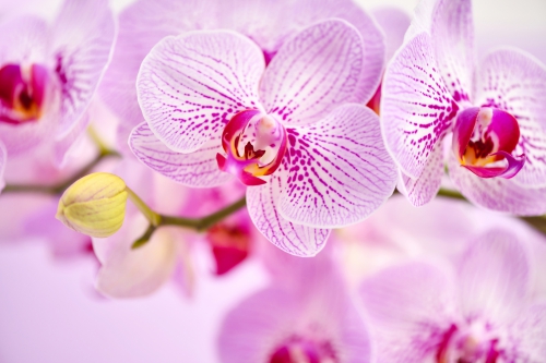 beautiful-orchid-flowers-on-a-pink-background-flo-2022-03-17-06-14-19-utc